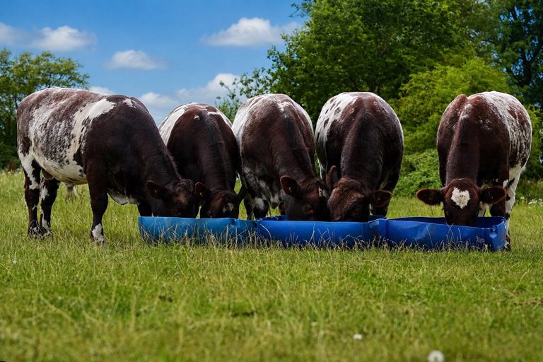 Young Bulls For Sale